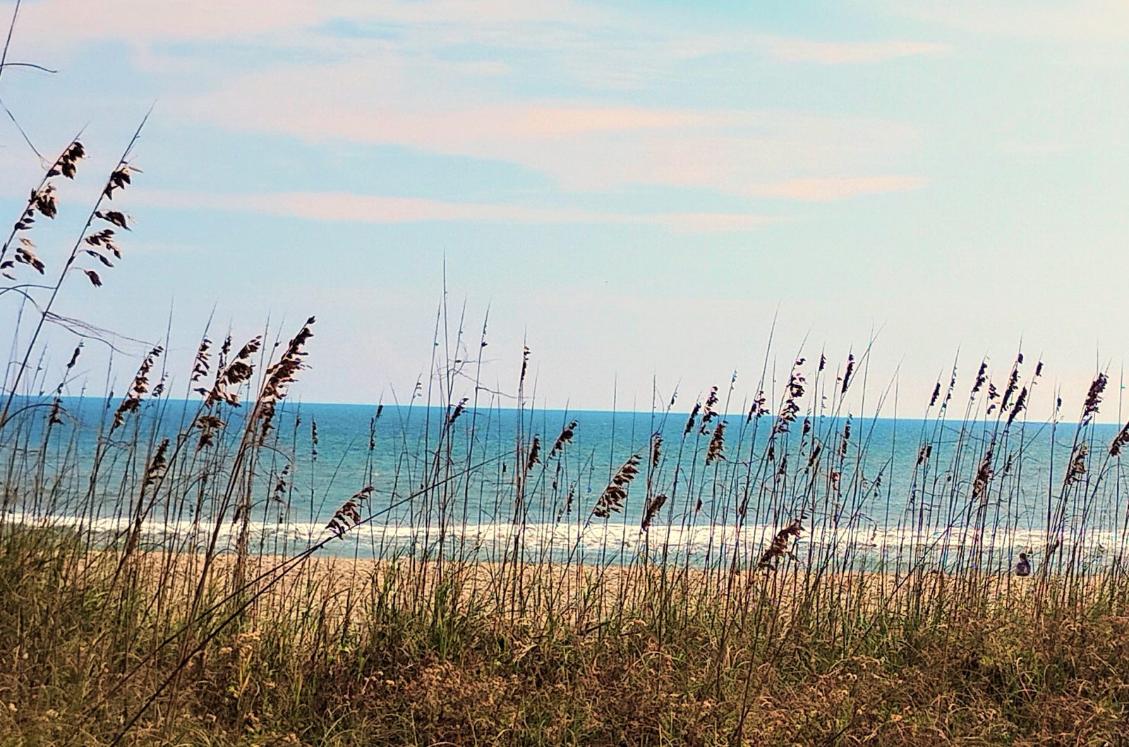 Sea oats bending in the wind, with the ocean beyond