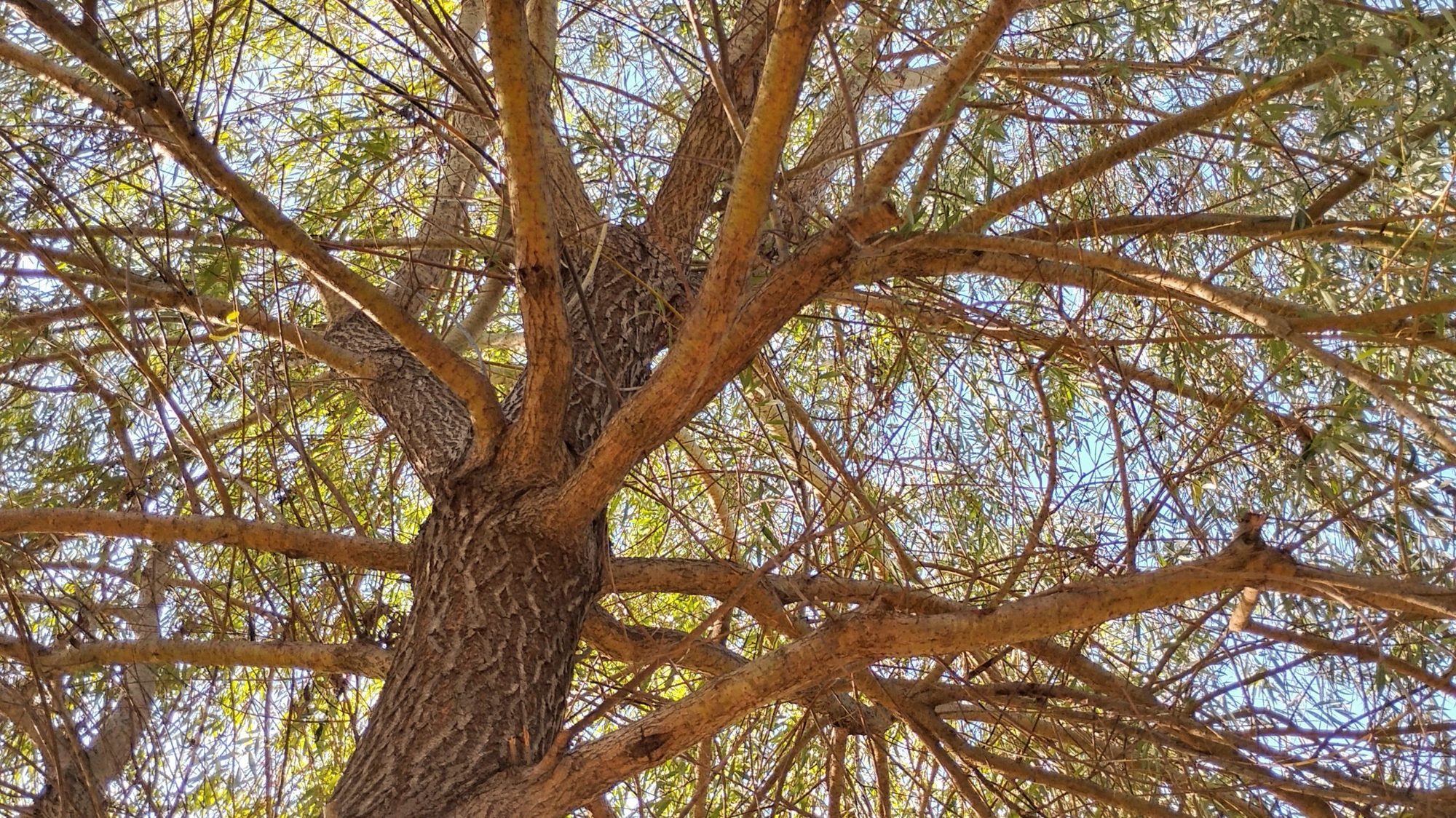 Looking up the trunk of a tree into thick, branching limbs against a blue sky.