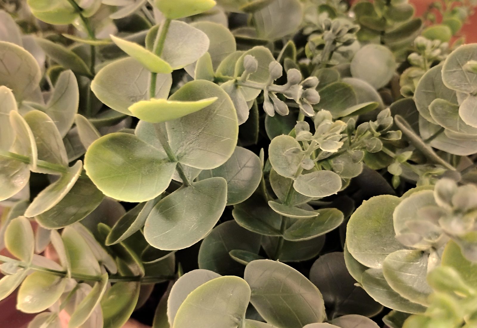 Silvery eucalyptus leaves