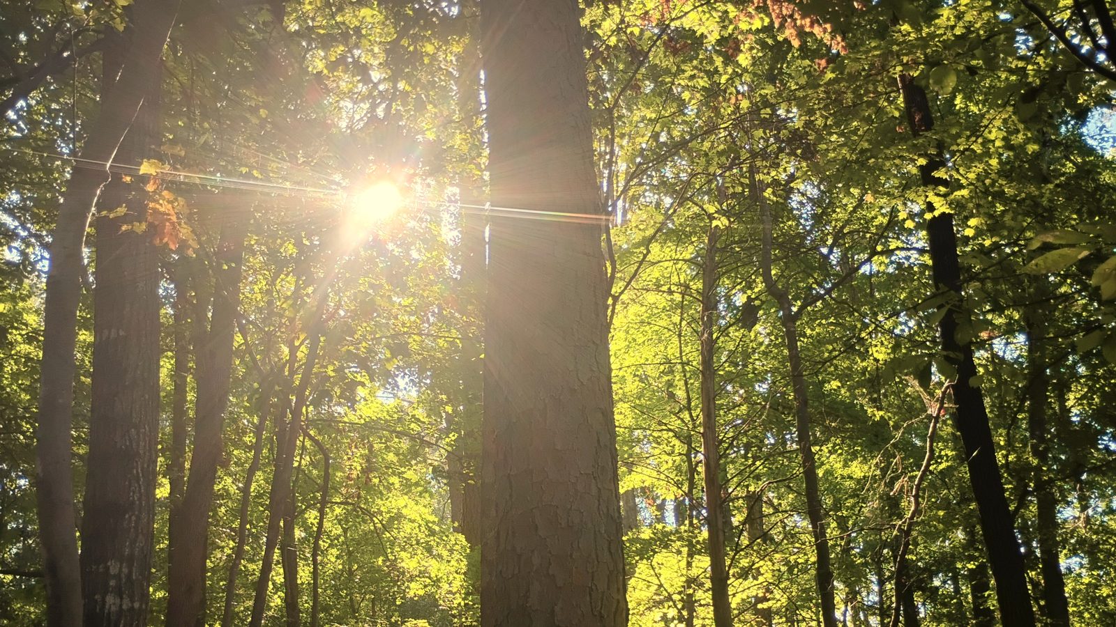 The sun behind a tall tree trunk