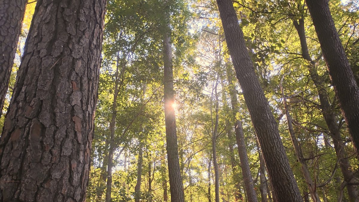 Looking up through tall forest trunks