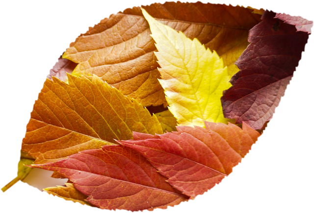 Fall leaves in red, gold and green
