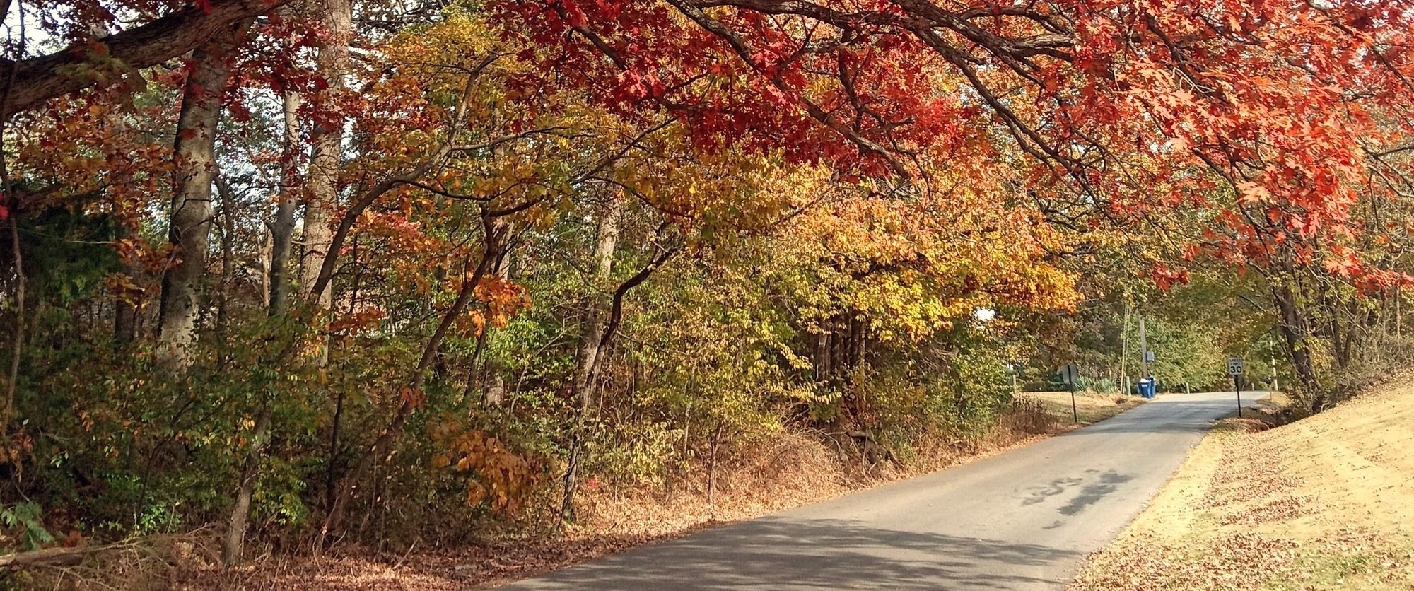 A country road under a red and gold autumn canopy