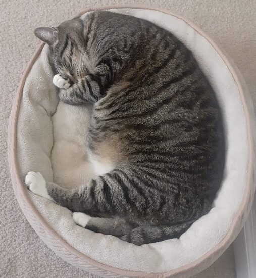 Moses, a brown tabby cat, curled up asleep in a round cream bed with one white paw over his face.