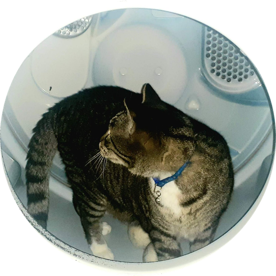 Moses, a brown tabby cat, looking over his shoulder from inside a clothes dryer.