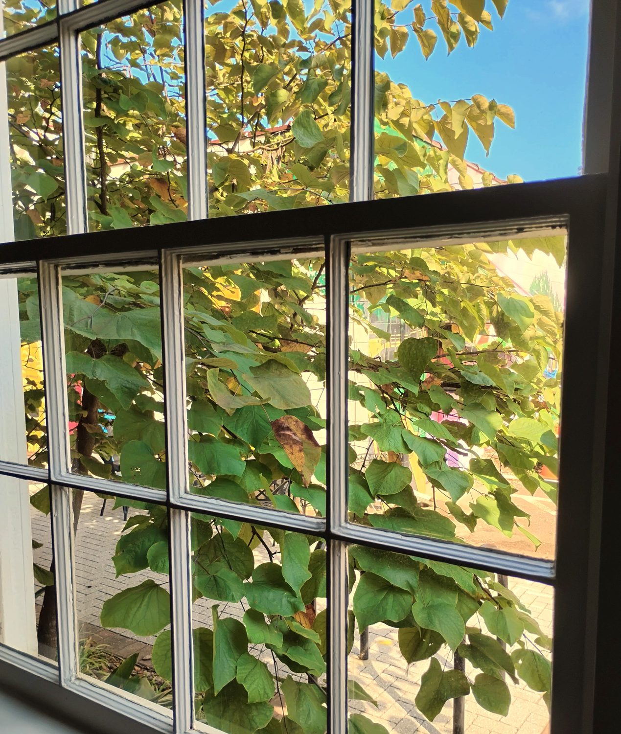 A leafy tree seen through old window panes