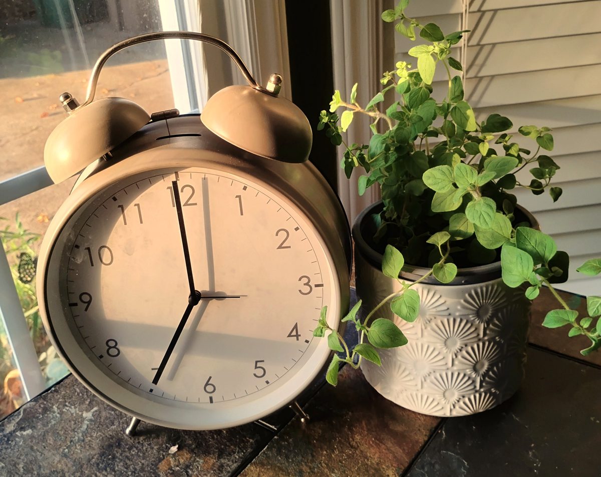A clock beside a potted oregano plant in morning light