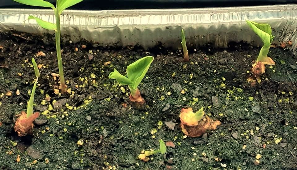 Ginger sprouts pushing up through soil